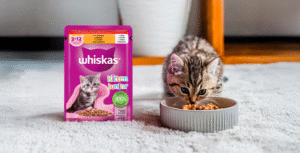échantillon gratuit chaton WHISKAS une nourriture chaton.